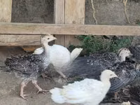 Turkeys — عکس 2