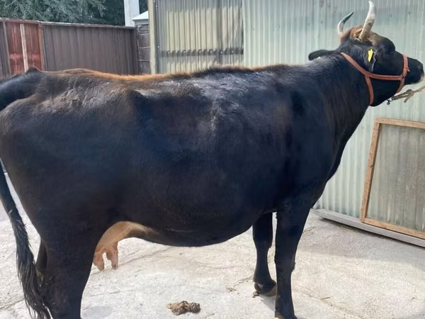 Cow, Holstein breed