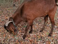 ஆண் வெள்ளாடு, Nubian Goat — புகைப்படம் 4