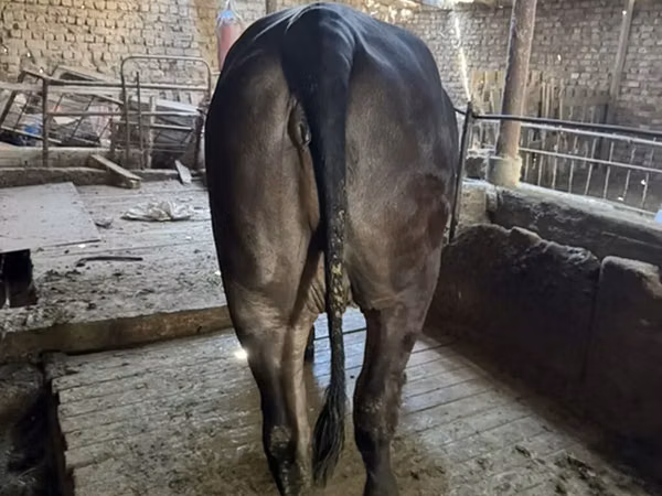 Կով, Բրահման