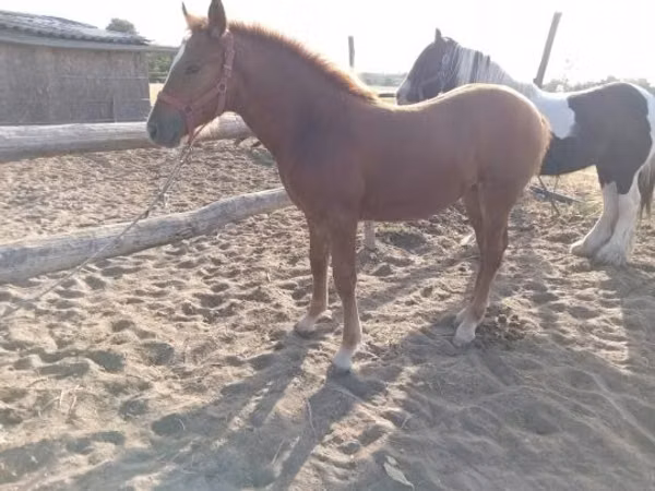 Mare, Horses — Hungary