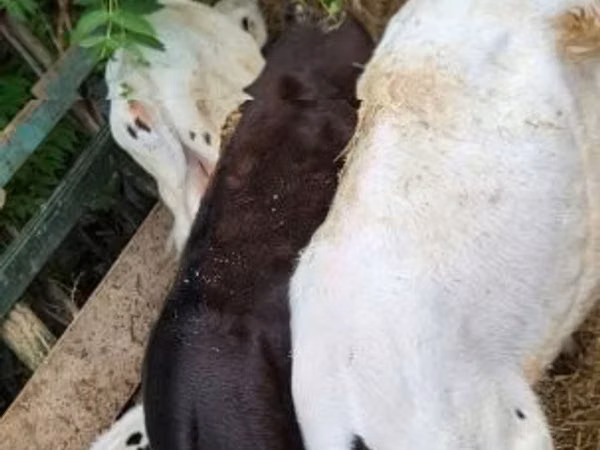 सांड, गोलस्टीन नस्ल — हंगरी