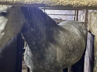 Mare, Horses — photo 3
