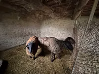 Ram, Rhon sheep — photo 4