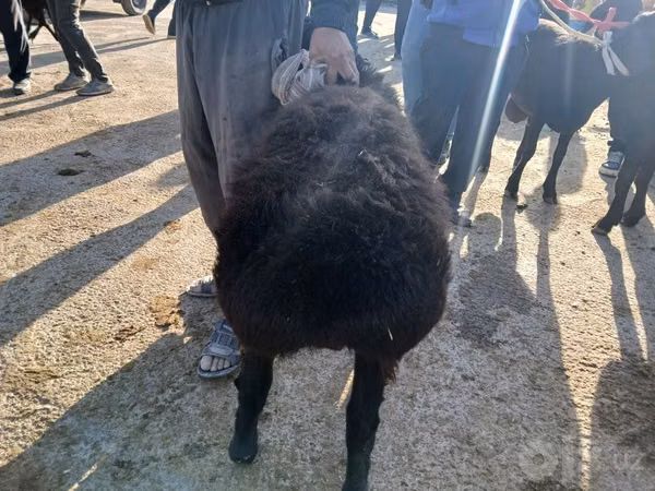 Ram, Sheep — Uzbekistan