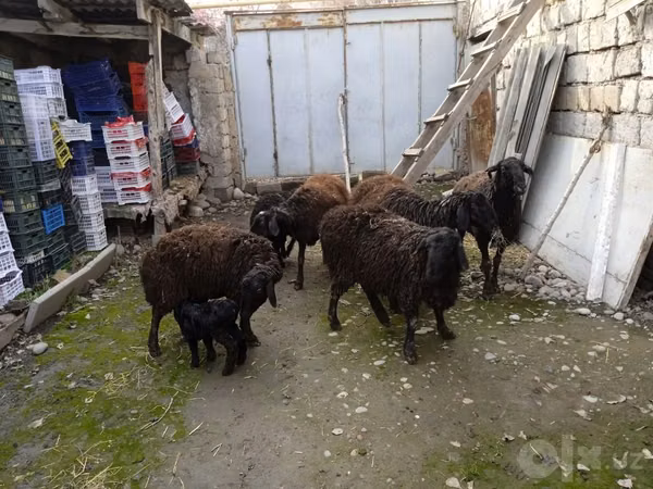 Ram, Sheep — Uzbekistan