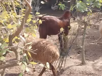 Goat, Goats — photo 5