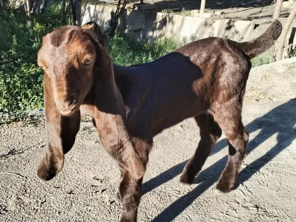 თხა, Kamori goats
