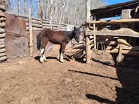 Horse (M), Horses — photo 2