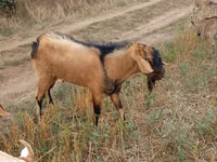 Kambing jantan, Goats — foto 2