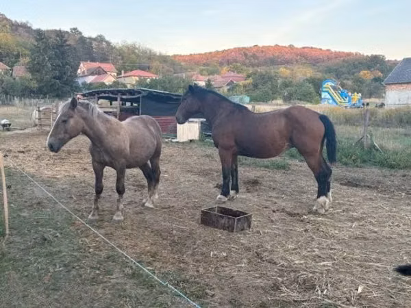 Kuda betina, Horses
