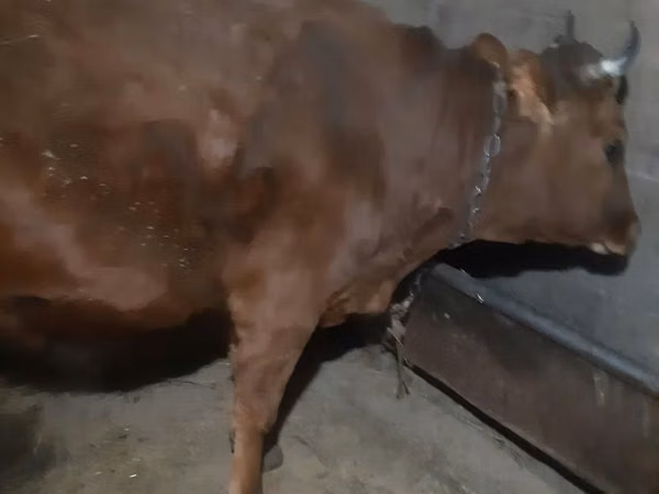 Cow, Cattle — Kazakhstan