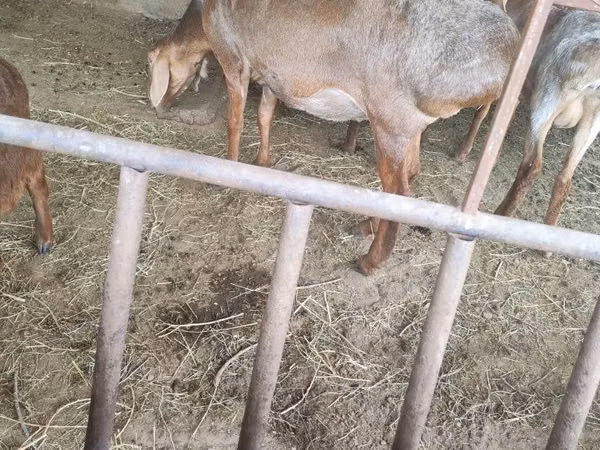 Sheep, Arashan sheep — Kazakhstan