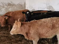 Cow, Cattle — photo 1