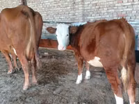 Cow, Simmental cattle — photo 1