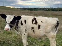 Cow, Cattle — photo 4