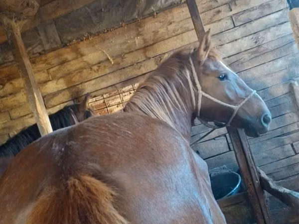 Mare, Horses — Kazakhstan