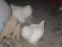 Chickens — ছবি 2