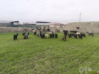 Goat, Goats — photo 3