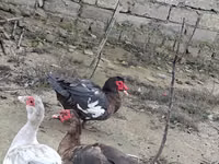 Geese — foto 4