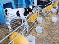 Buğa, Swiss cattle — foto 3