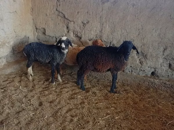 Sheep (batch, sex not specified), Sheep