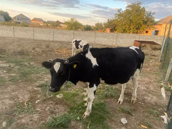 Cow, Russian Black pied cattle — Moldova