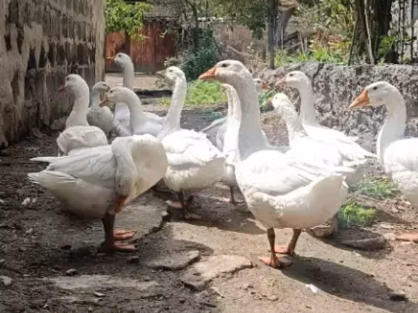 Geese — Armenia