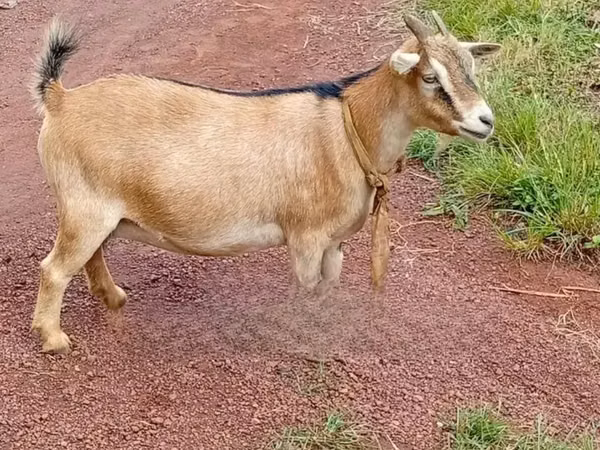 山羊（批次，未指定性别）, Nubian Goat
