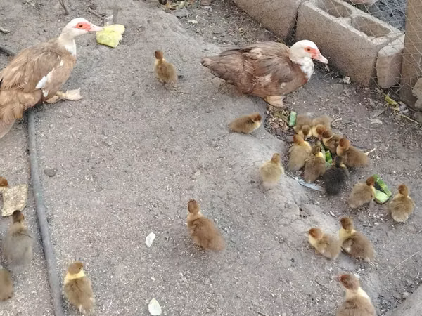 rață domestică Muscovy — Kârgâzstan