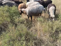 قوچ, گوسفند — عکس 5