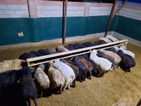 የጎትት አውራ በግ, Sheep — ፎቶ 4