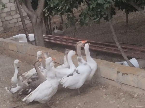 Geese — Azerbaijan