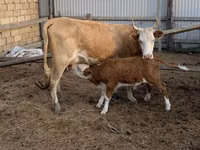Үнээ, Simmental cattle — 2 зураг