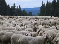 母羊, Sheep — 照片 5