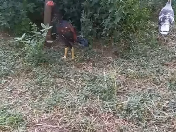 Chickens — Azerbaijan