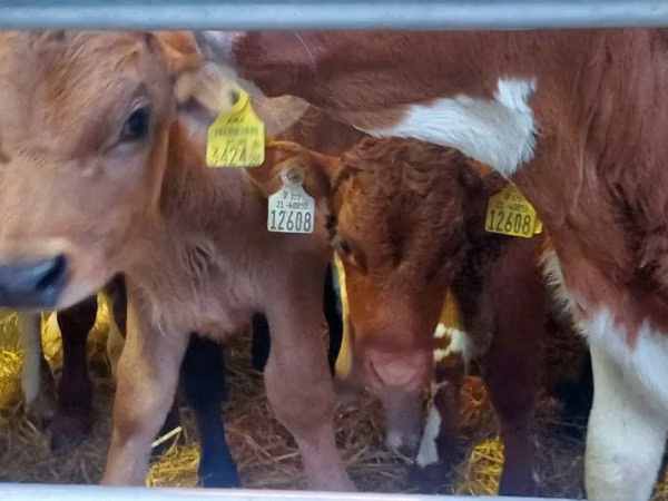 Bull, Simmental cattle — Poland