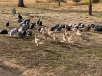 Guinea fowl — عکس 4