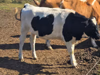 İnək, Russian Black pied cattle — foto 2
