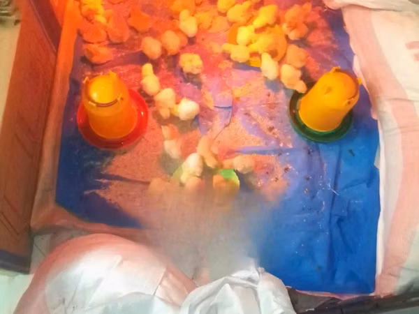 Chickens — Kenya