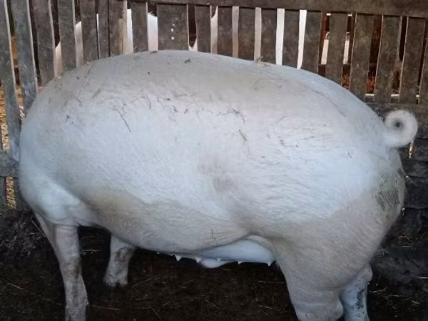 Boar, Pigs