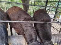 公羊, Sheep — 照片 3