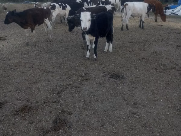 วัวตัวเมีย, Russian Black pied cattle