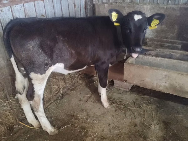 Cow, Russian Black pied cattle — Moldova
