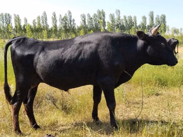 Rinder (Partie, Geschlecht nicht angegeben), Aberdeen-Angus