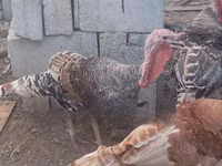 Turkeys — foto 1