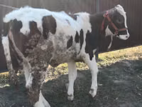 Krava, Swiss cattle — foto 2