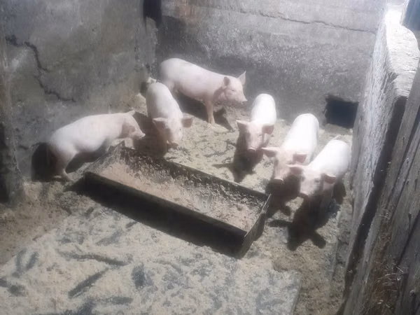 Pigs (batch, sex not specified), Pigs — Kazakhstan