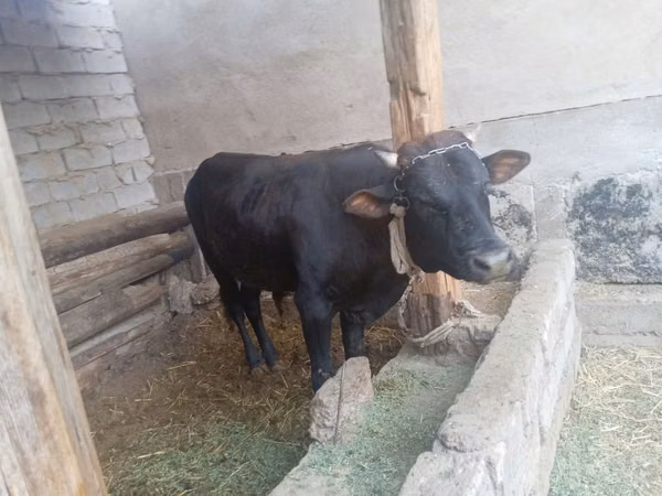 Cattle (batch, sex not specified), Aberdeen-Angus — Uzbekistan