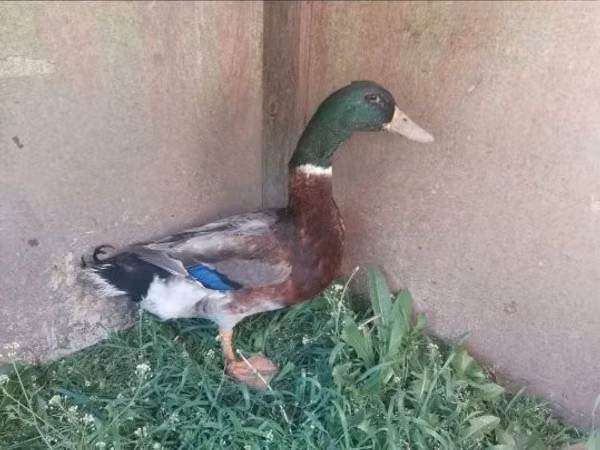 Ducks — Hungary